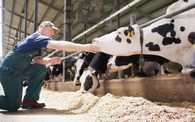 Conceito 90 Dias Vitais, da Elanco Saúde Animal, reúne os 60 dias do período seco e os 30 primeiros dias após o parto, fase considerada decisiva para as vacas leiteiras.